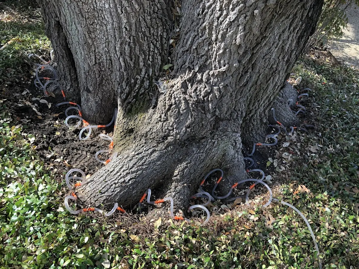 Detailed Tree Cabling and Bracing job site in Millheim