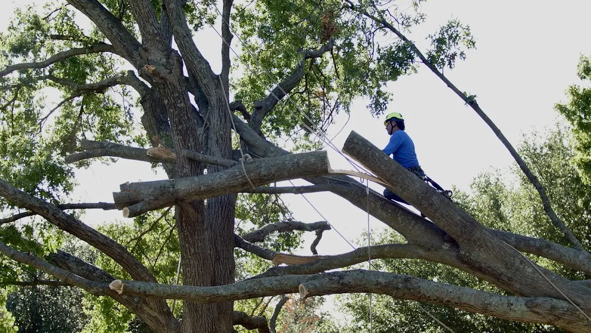 Professional Hazardous Tree Removal performed by certified arborists in Millheim