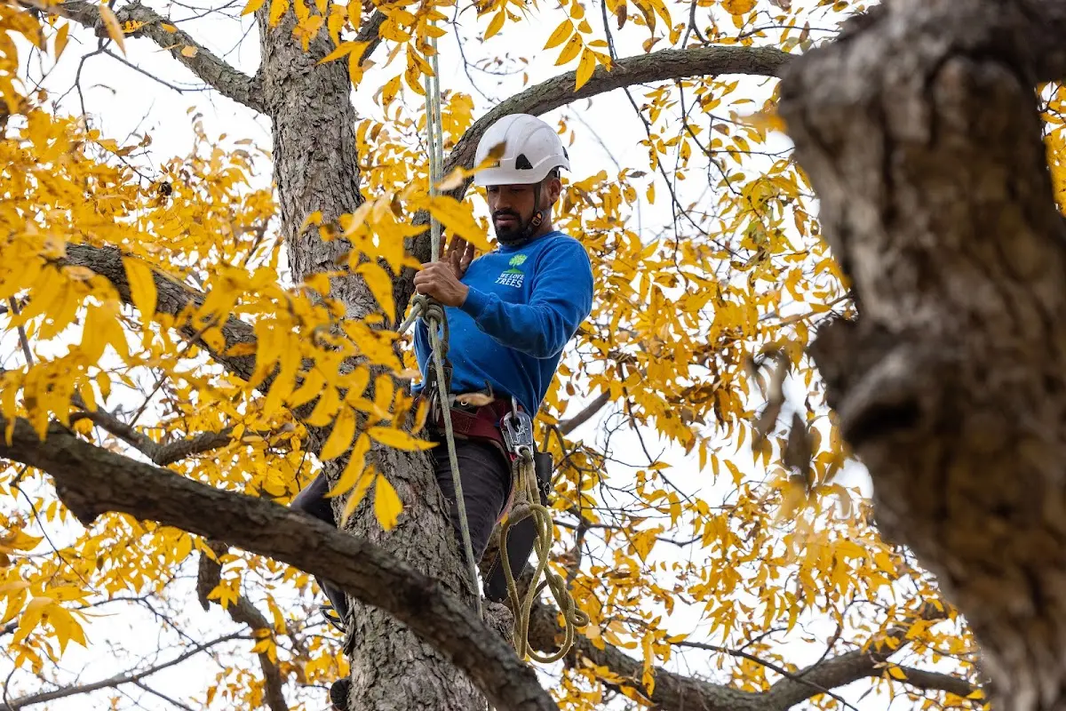 Skilled Tree Planing crew working in Millheim